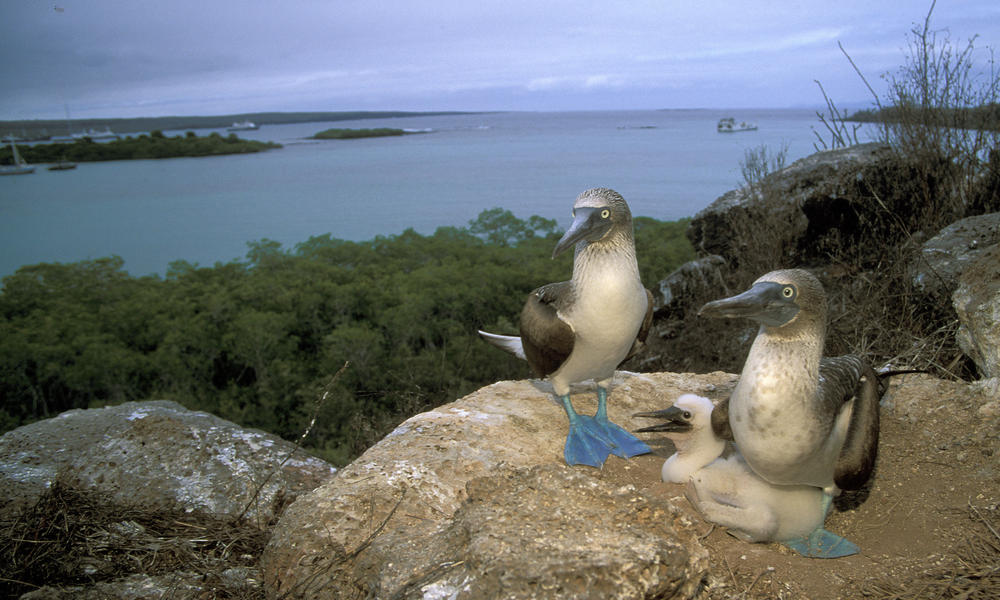 Blue-footed booby pair with chicks