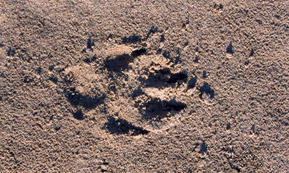 wolf foot print