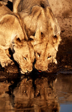 Two lions drinking water