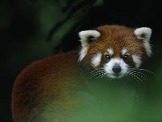 red panda in tree