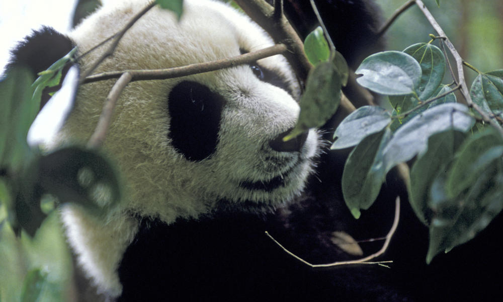 Yangtze River | Places | WWF