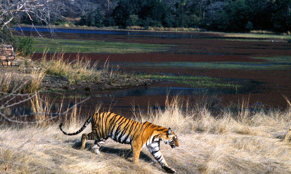 tiger in field