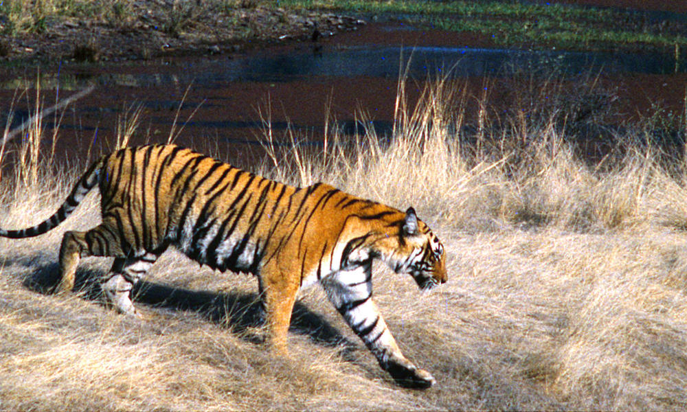 tiger in field