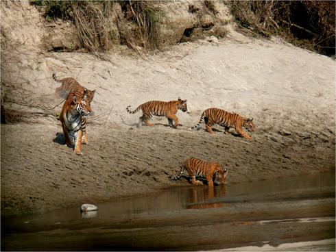 Bardia tigers near river