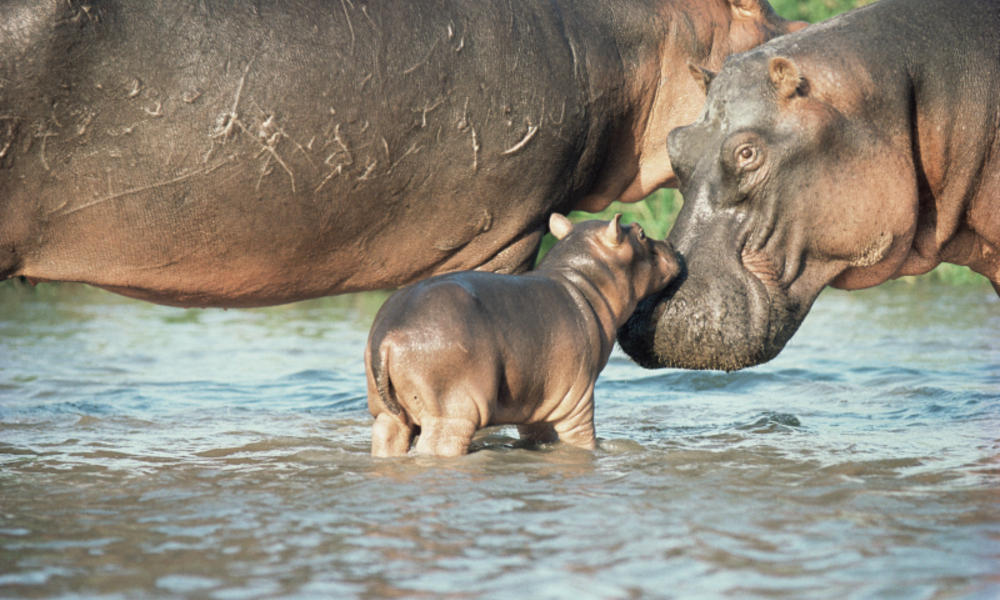 hippo with baby