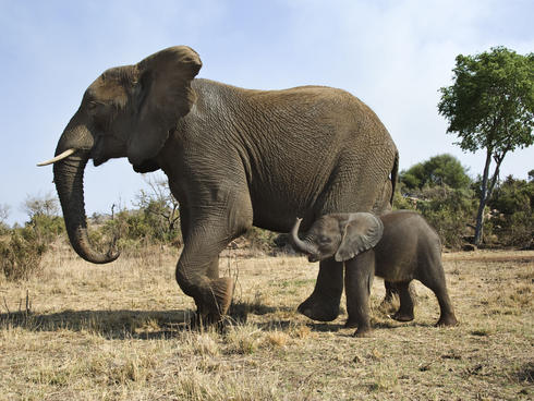 African elephant with calf