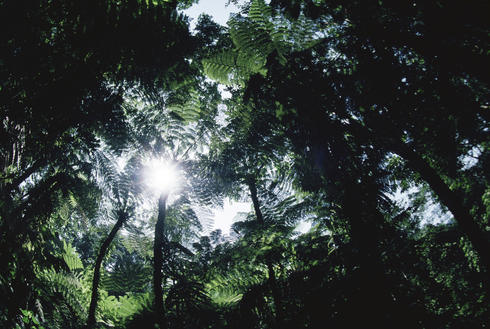 Virunga National Park