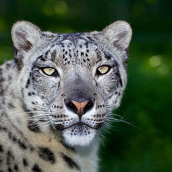 Help Snow Leopard by supporting WWF