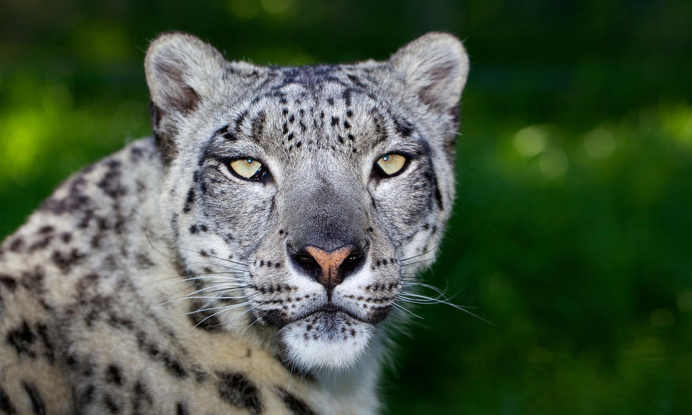 Snow Leopard | Photos | WWF