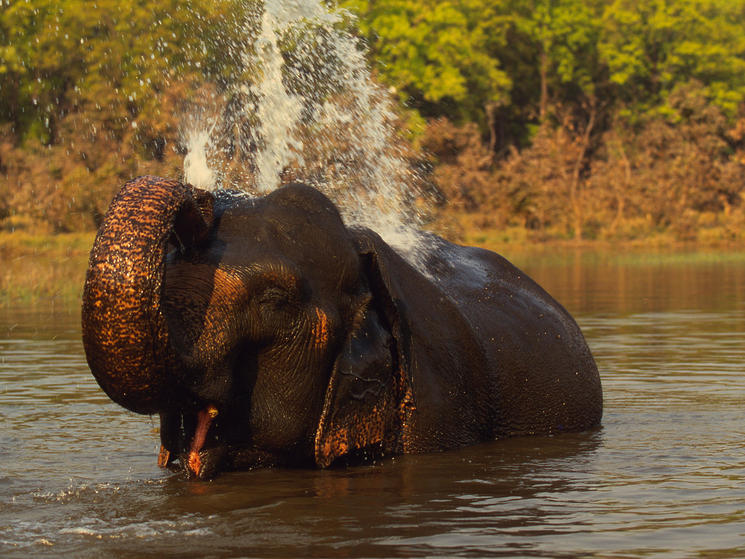 A Lifetime of Elephant Memories | Blog Posts | WWF