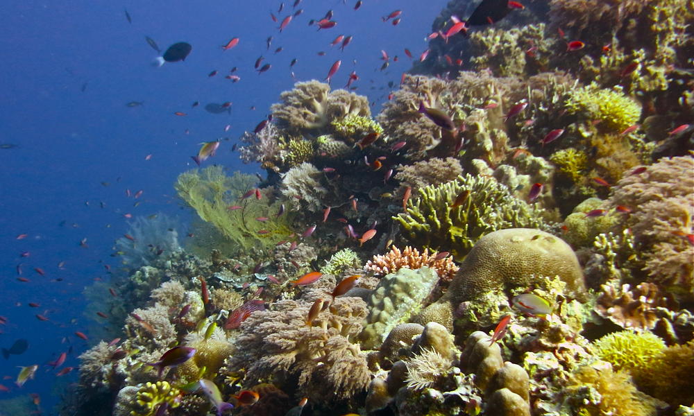 Celebrating a Marine Wonderland in the Philippines | Stories | WWF