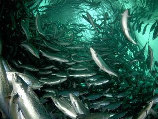 Farmed_salmon