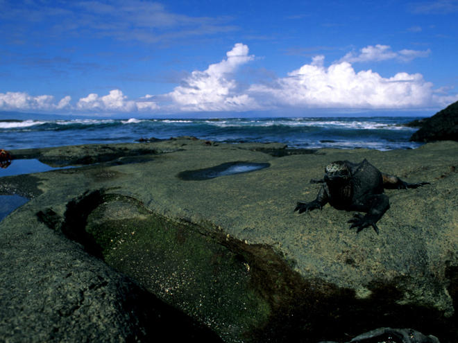 Marine Iguana | Species | WWF