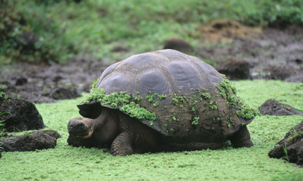 giant tortoise animals moss turtle galapagos turtles age species covered many related america dry