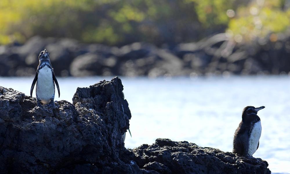 Galapagos_Penguin_07.13.2012.Hero Photos WWF