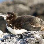 Galápagos penguin