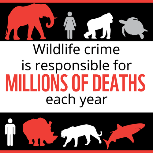 Illegal wildlife trade is responsible for millions of deaths each year