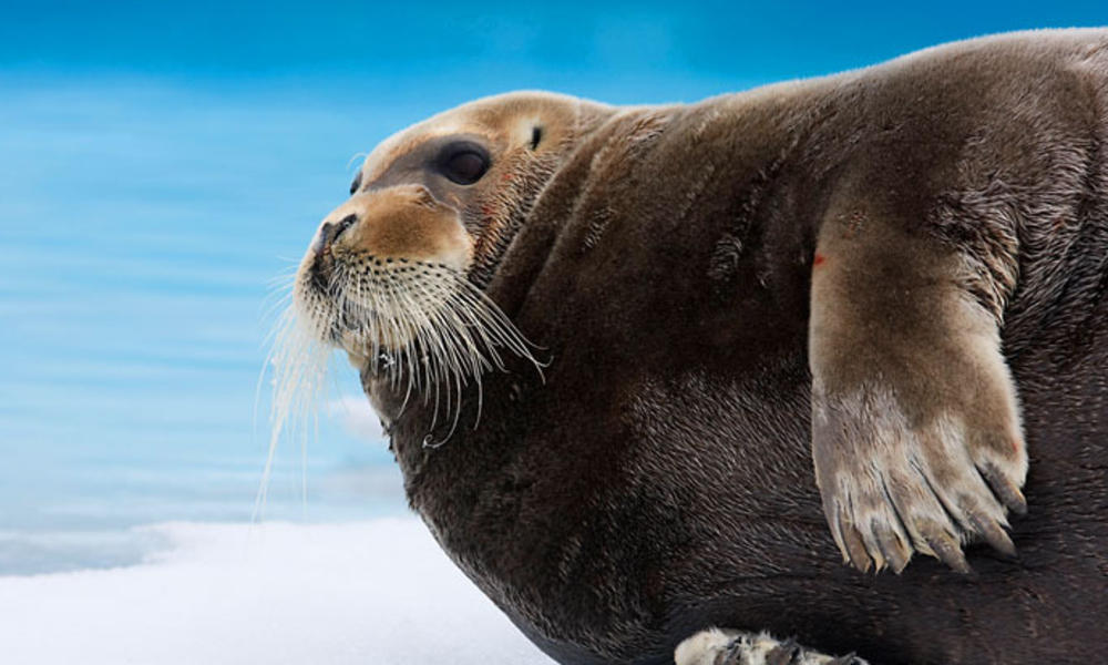 Seal