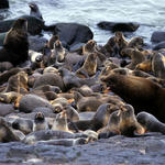 Seals on a rocky beach