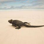 Marine iguana on a sandy beach in the Galapagos Islands, Ecuador.
