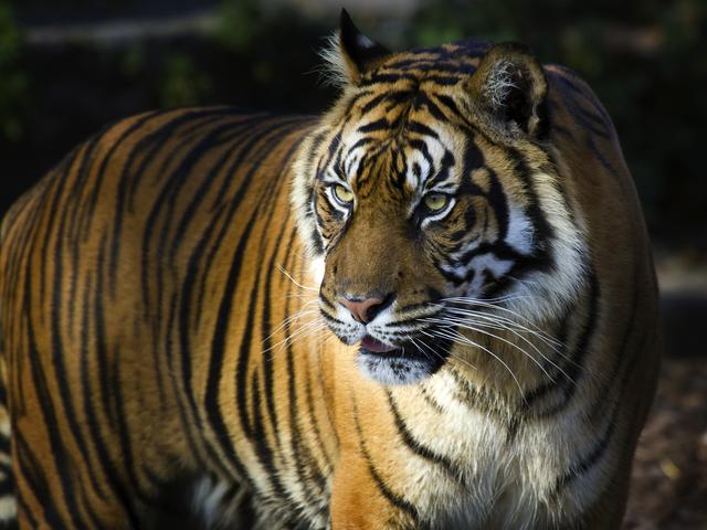 Tiger