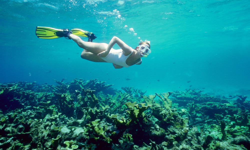 paperless paperless o Snorkeler WWF Photos paperless paperless o Snorkeler WWF Photos