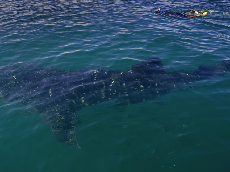 Know Before You Go: Responsible Whale Shark Tourism in Mexico | Blog ...