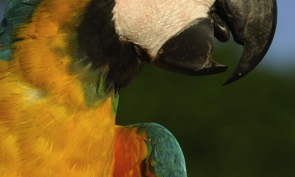 macaw in amazon