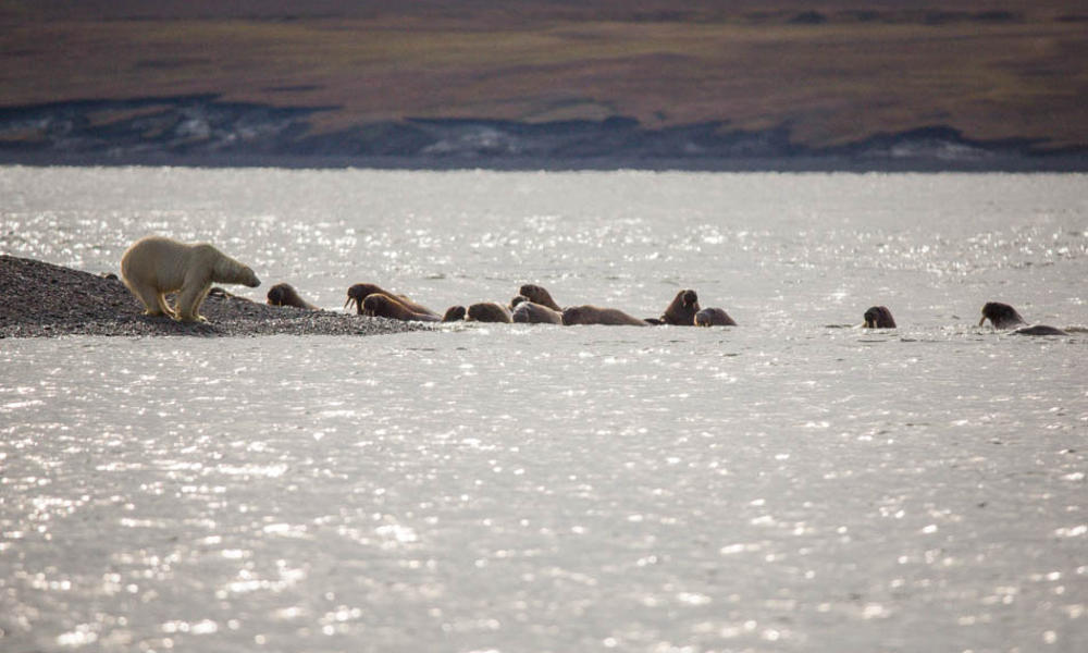 polar bear walking