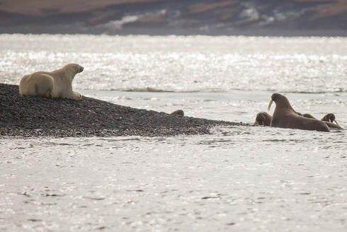 polar bear feigns sleep