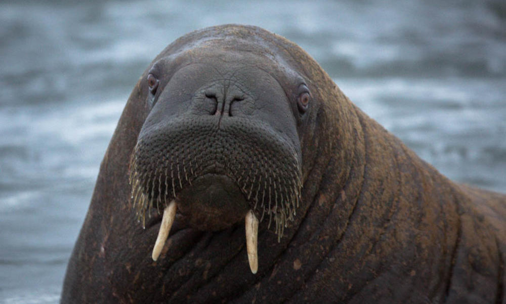walrus in laptev