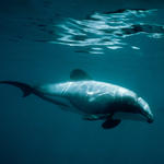 Hector's Dolphin