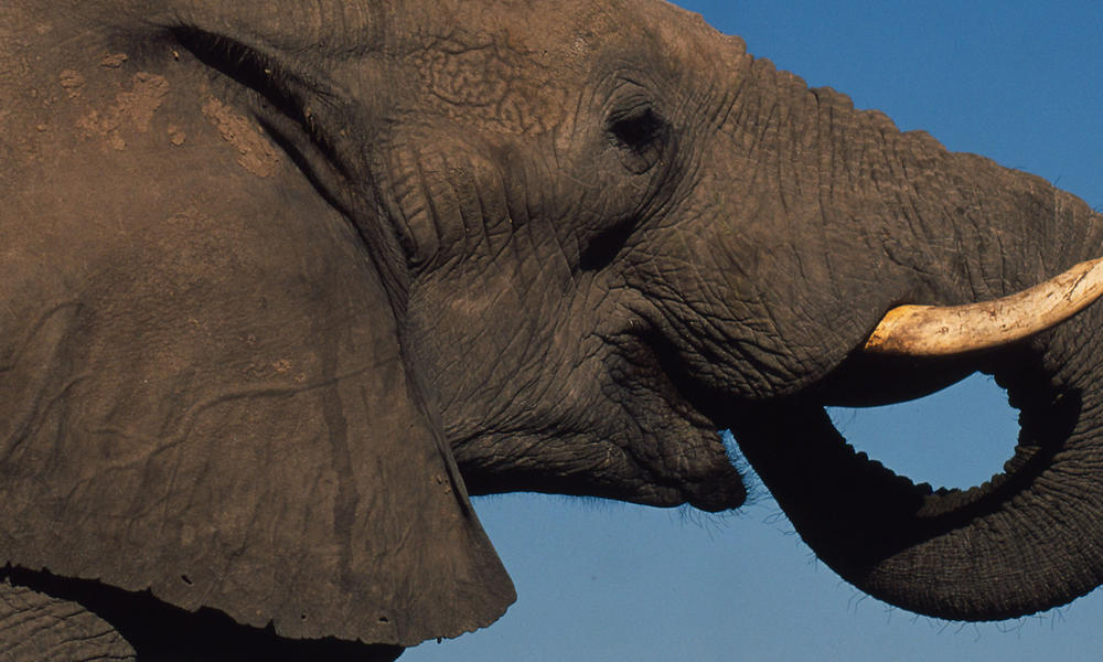 elephant close up