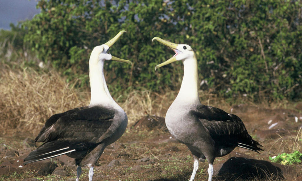 Galapagos Species