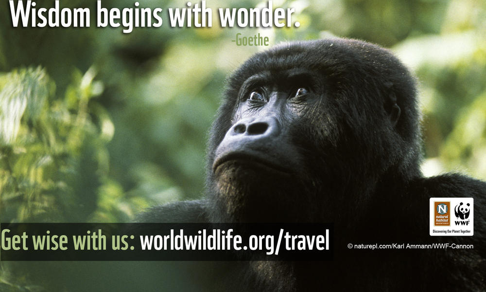 Travel Wallpaper - 1440x900 Gorilla Wisdom