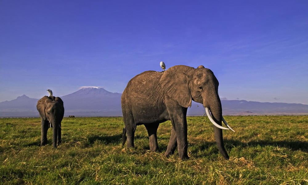 African elephants