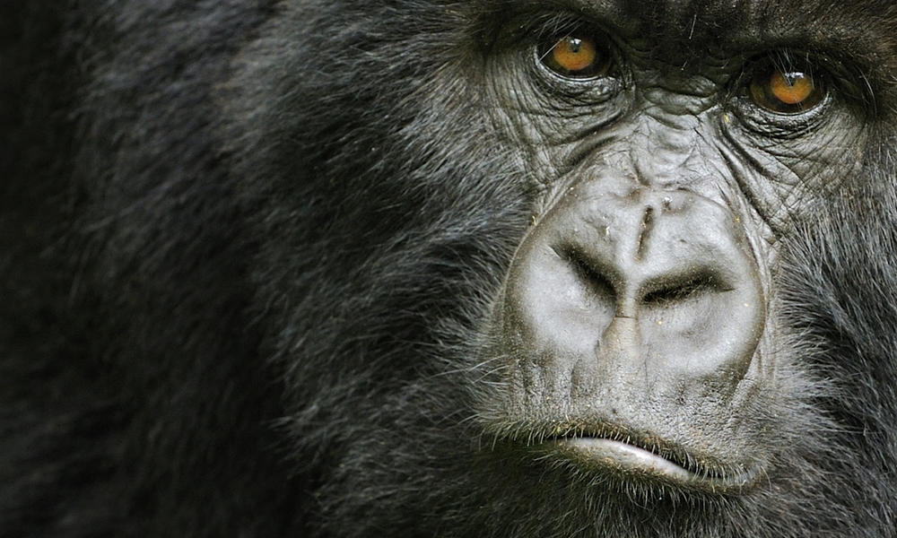 What do gorillas eat? And other gorilla facts | WWF