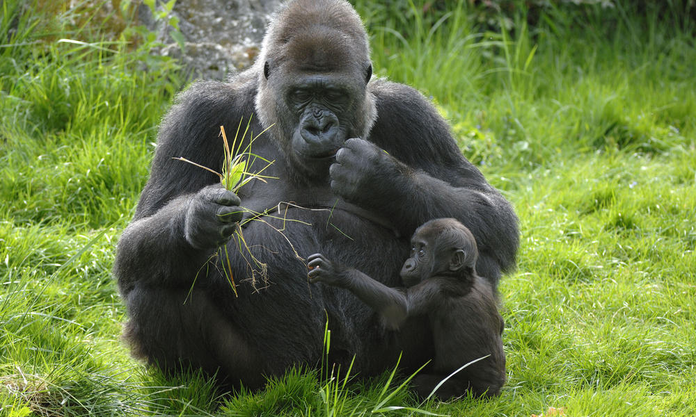 gorilla eating