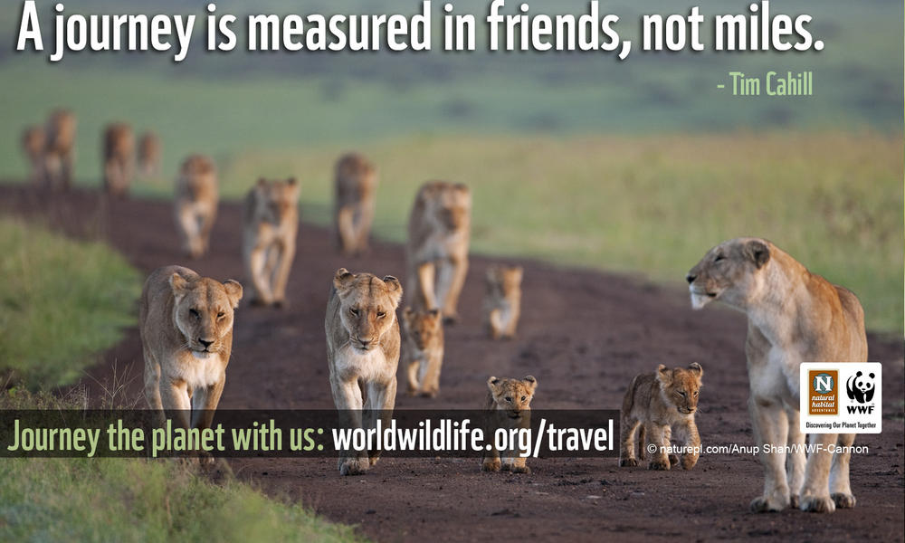 Travel Wallpaper - 1440x900 Journey Lions