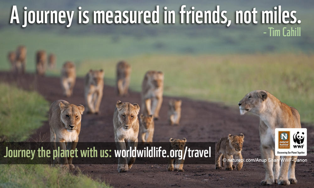 Travel Wallpaper - 1280x800 Journey Lions
