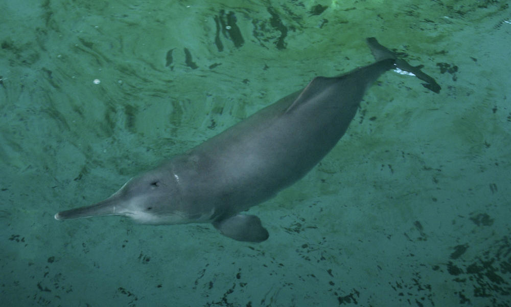 Dolphins and Porpoises