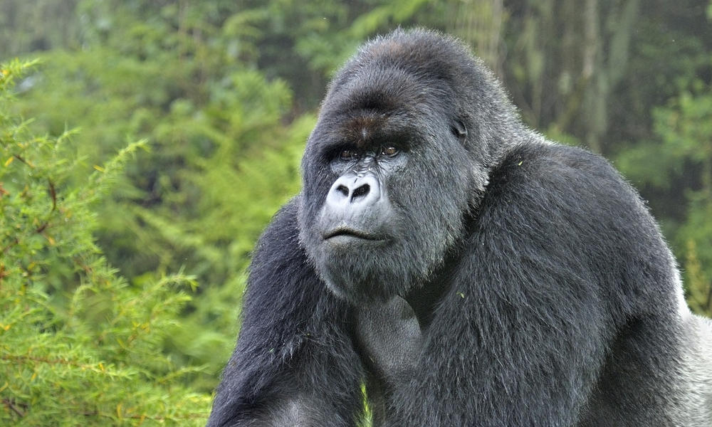 gorilla in Virunga