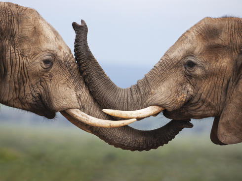 elephant linking tusks