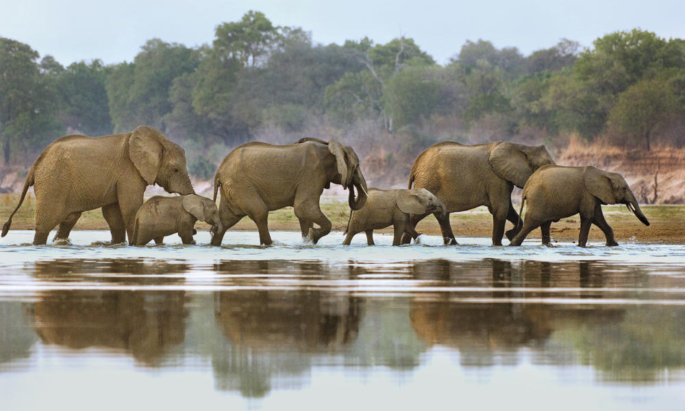 elephants walking in water