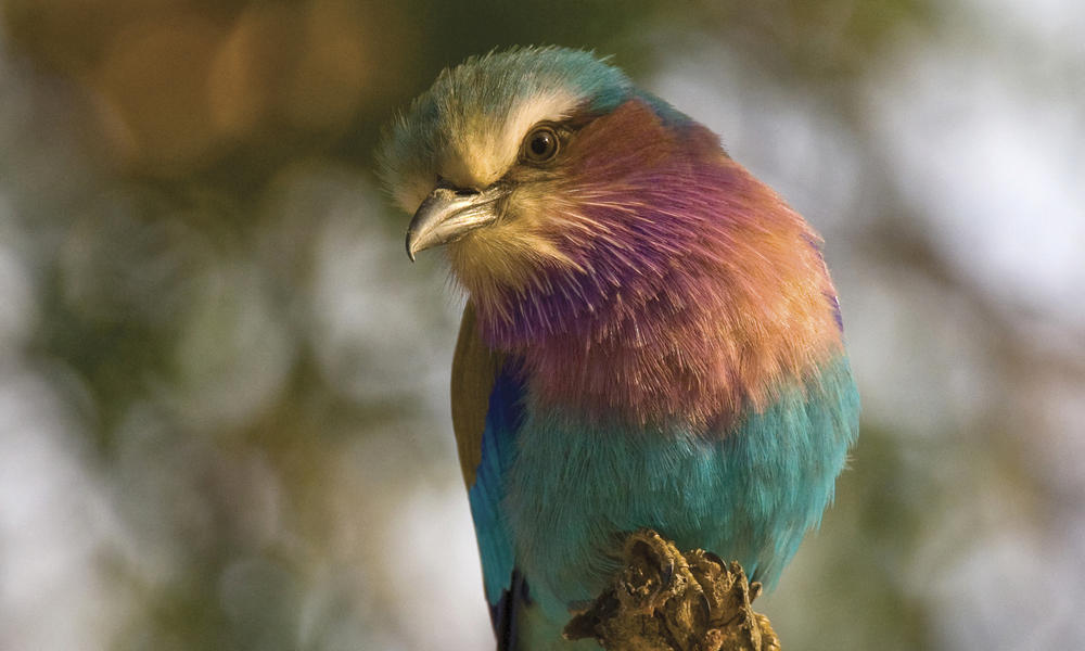 bird in tree