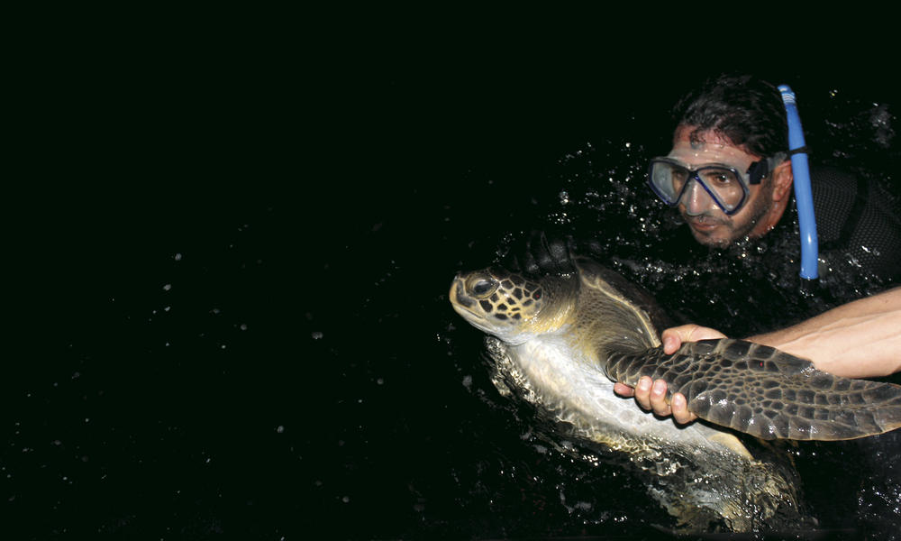 turtle tagging in colombia