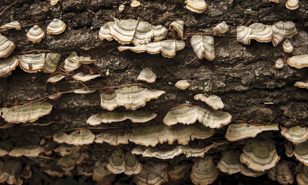 fungus