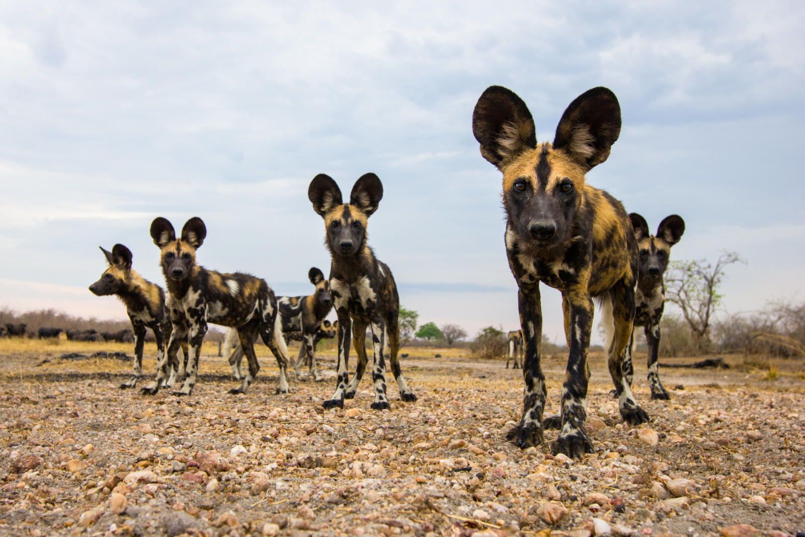 wild dogs