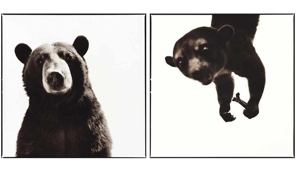 black bear and kinkajou