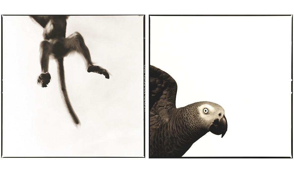 monkey and parrot